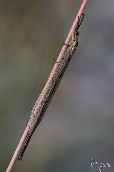 Ameisenjungfer (Creoleon plumbeus)